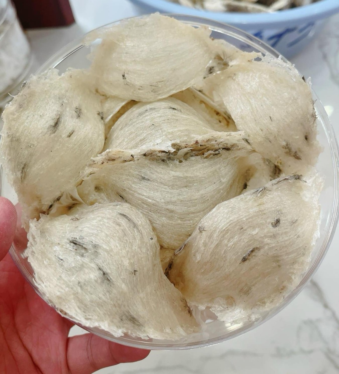 TỔ YẾN THÔ ÍT LÔNG